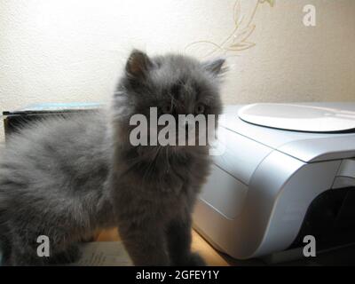 Fotografia di un gatto in un ambiente domestico Foto Stock
