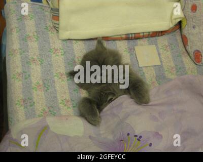 Fotografia di un gatto in un ambiente domestico Foto Stock