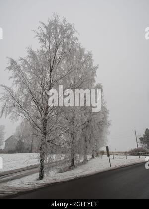 Bianco satinato, alberi in inverno Foto Stock