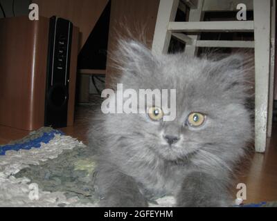 Fotografia di un gatto in un ambiente domestico Foto Stock