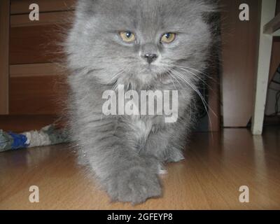 Fotografia di un gatto in un ambiente domestico Foto Stock