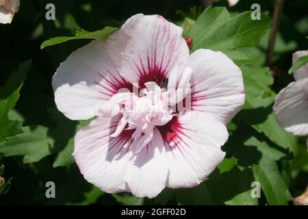 Fiore di Hibiscus Leopoldii Hibiscus syriacus Foto Stock