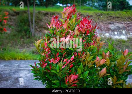 Pianta ornamentale con foglie rosse e verdi piantate nel giardino Foto Stock