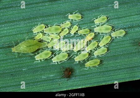 Aphid di grano di rosa (Metopolophium dirhodum) femmina senza alare e di varie dimensioni prole su una foglia di cereali Foto Stock