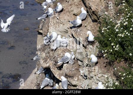 Kittiwakes (rissa tridactyla) nidificando sulle scogliere a Seahouses; Northumberland; Inghilterra. Foto Stock