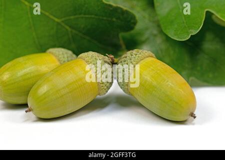 Frutti di farnia, Quercus robur L. in autunno Foto Stock