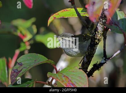 Buff-Barred Warbler (Phyloscopus pulcher Pulcher Pulcher Pulcher Pulcher Pulcher) adulto arroccato sul ramo Doi Inthanon NP, Thailandia Novembre Foto Stock