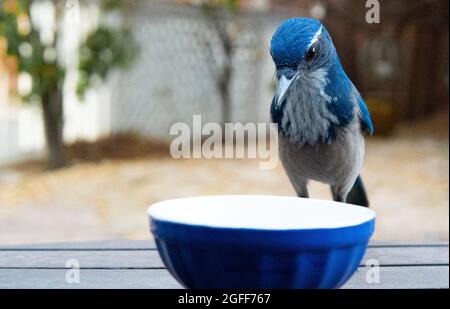 Un jay di scrub della California (aphelocoma californica) fissa ad una ciotola vuota del cibo Foto Stock