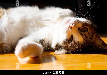 Un tabby con gatto bianco si trova sulla schiena al sole su un pavimento di legno duro Foto Stock
