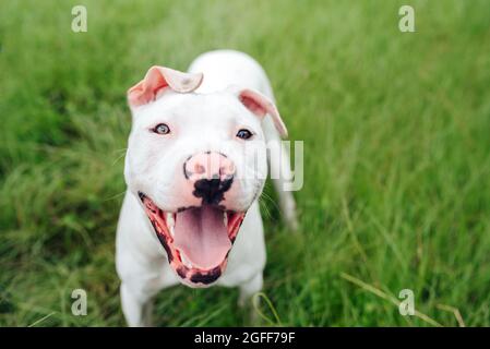 Bianco American Staffordshire terrier cucciolo in piedi sull'erba Foto Stock