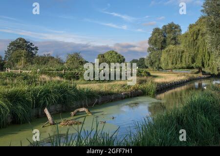 Congiungendo ruscello tra due stagni al Bushy Park Surrey quando sono in proprietà pubblica o privata sono pronto ad assumersi la piena responsabilità di qualsiasi copyright o Foto Stock