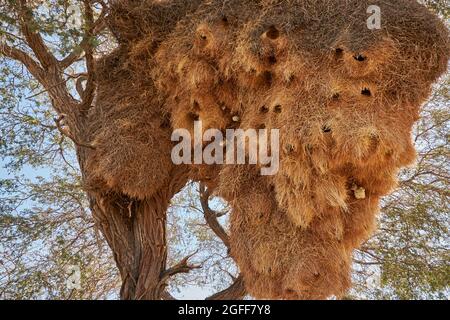 Primo piano di un enorme nido di uccelli tessitori socievoli sull'albero di spine Camel (Vachellia erioloba) Foto Stock