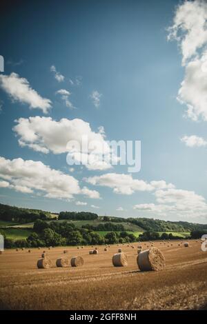 Canterbury, Kent, Regno Unito. 25 agosto 2021. Una mietitrebbia raccoglie grano sotto cieli soleggiati, vicino a Canterbury, nella campagna del Kent. Credit: Kevin Bennett/Alamy Live News Foto Stock