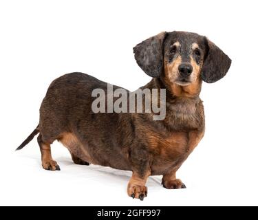 Scatto orizzontale di un dachshund rosso e nero in piedi isolato su bianco con copyspace. Foto Stock