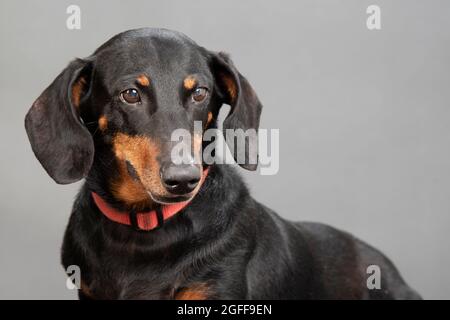 Primo piano orizzontale di un dachshund standard nero e rosso su sfondo grigio con copyspace. Foto Stock