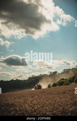 Canterbury, Kent, Regno Unito. 25 agosto 2021. Una mietitrebbia raccoglie grano sotto cieli soleggiati, vicino a Canterbury, nella campagna del Kent. Credit: Kevin Bennett/Alamy Live News Foto Stock