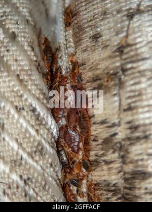 Grave infestazione di bug letto, bug letto sviluppato inosservato sul materasso in pieghe e cuciture. Foto Stock