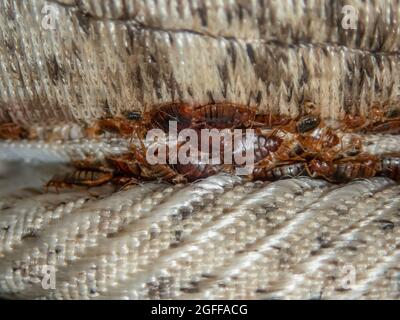 Grave infestazione di bug letto, bug letto sviluppato inosservato sul materasso in pieghe e cuciture. Foto Stock