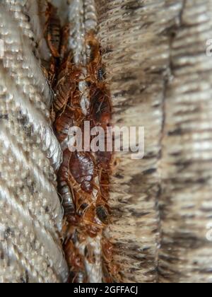 Grave infestazione di bug letto, bug letto sviluppato inosservato sul materasso in pieghe e cuciture. Foto Stock