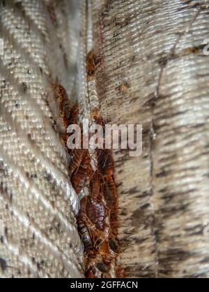 Grave infestazione di bug letto, bug letto sviluppato inosservato sul materasso in pieghe e cuciture. Foto Stock