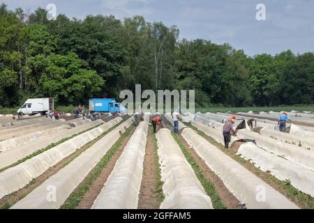 Lottum, Paesi Bassi - 19 giugno 2021: Coltivazione di asparagi con lavoratori stagionali impegnati nella raccolta delle verdure mature Foto Stock