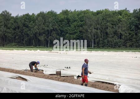 Lottum, Paesi Bassi - 19 giugno 2021: Coltivazione di asparagi con lavoratori stagionali impegnati nella raccolta delle verdure mature Foto Stock