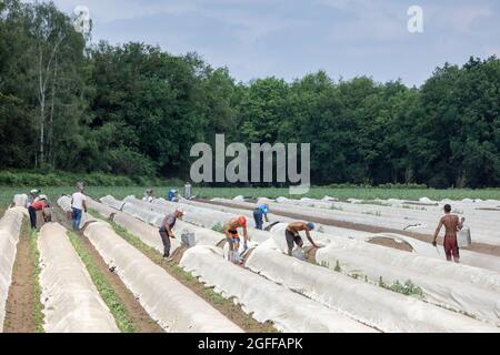 Lottum, Paesi Bassi - 19 giugno 2021: Coltivazione di asparagi con lavoratori stagionali impegnati nella raccolta delle verdure mature Foto Stock