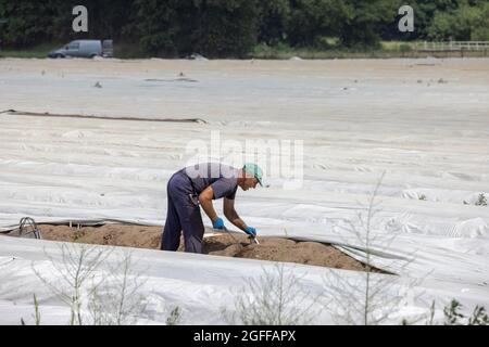 Lottum, Paesi Bassi - 19 giugno 2021: Lavoratore stagionale impegnato nella raccolta di Asparagi nel paesaggio agricolo olandese Foto Stock