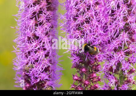 Bumblebee su Grassleaf Gayfeather Liatris pilosa, Liatris graminifolia Foto Stock