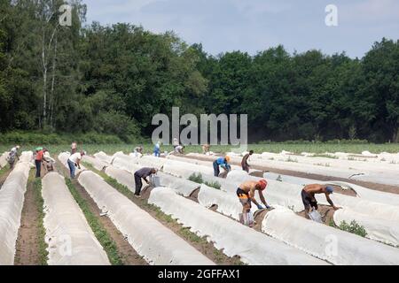 Lottum, Paesi Bassi - 19 giugno 2021: Coltivazione di asparagi con lavoratori stagionali impegnati nella raccolta delle verdure mature Foto Stock