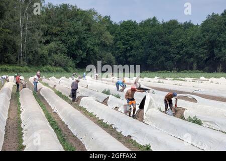 Lottum, Paesi Bassi - 19 giugno 2021: Coltivazione di asparagi con lavoratori stagionali impegnati nella raccolta delle verdure mature Foto Stock