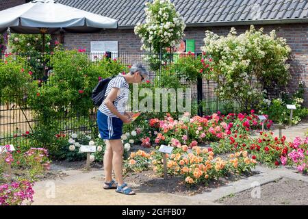 Lottum, Paesi Bassi - 19 giugno 2021: Donna che si chiede belle rose in giardino pubblico Foto Stock