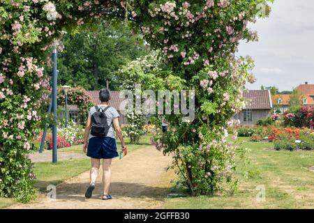 Lottum, Paesi Bassi - 19 giugno 2021: Donna che si chiede belle rose in giardino pubblico Foto Stock