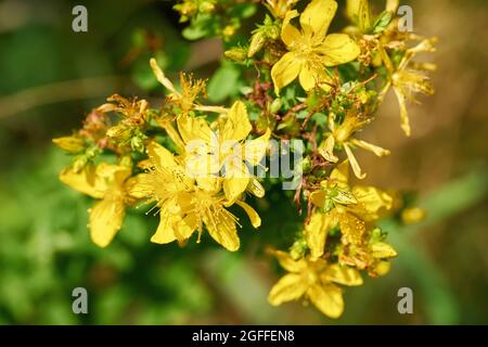 Erba di San Giovanni in fiore (Hypericum perforatum), un'erba popolare in medicina di erbe Foto Stock