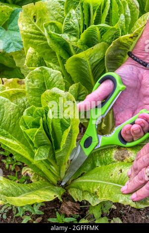 Donna che raccoglie un taglio e torna lattuga, Lactuca sativa. Foto Stock