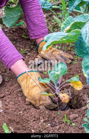 Donna che pianta Brussels germoglio 'Crispus' pianta, Brassica oleracea. Foto Stock