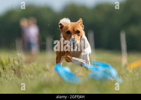 basenji si sollevò da terra durante la gara di cani Foto Stock