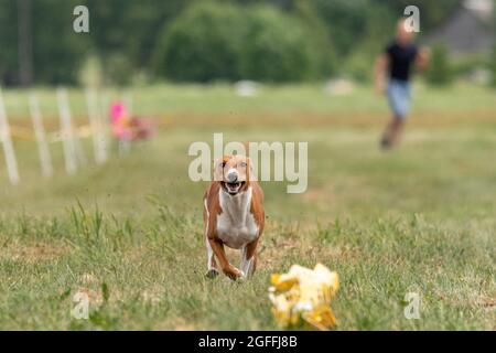 basenji si sollevò da terra durante la gara di cani Foto Stock