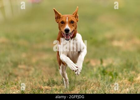 basenji si sollevò da terra durante la gara di cani Foto Stock