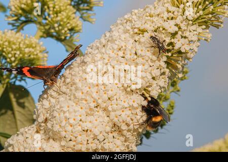 Primo piano di una farfalla Ammiraglio rossa (Vanessa atalanta), bumblebee (Bombus) e una mosca casa (Musca domestica) che si nutrono su un bush bianco buddleja davidii Foto Stock