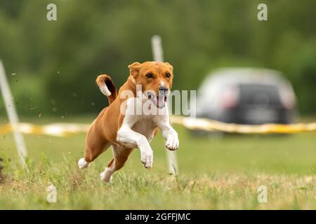 basenji si sollevò da terra durante la gara di cani Foto Stock