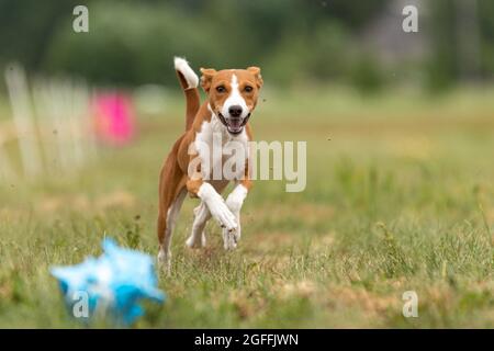 Basenji addestramento del cane corre attraverso il campo Foto Stock