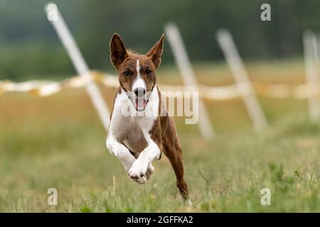 Basenji addestramento del cane corre attraverso il campo Foto Stock