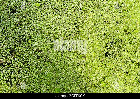 Vista dall'alto di alghe d'anatra fresche verdi, lenticchie d'acqua o lenti d'acqua. Foto Stock