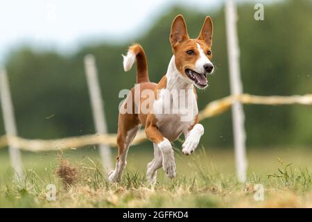 Basenji addestramento del cane corre attraverso il campo Foto Stock