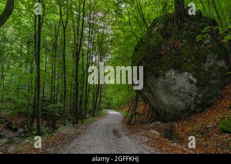 Grande pietra vicino sentiero con tronchi sotto in estate nuvoloso mattina Foto Stock