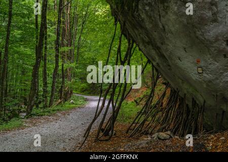Grande pietra vicino sentiero con tronchi sotto in estate nuvoloso mattina Foto Stock