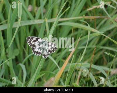 Farfalla bianca marmorizzata (Melanargia galatea) poggiata su un alto fusto d'erba Foto Stock