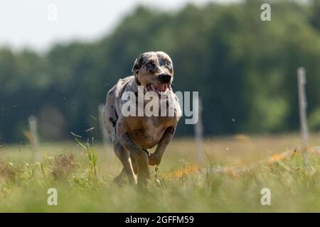 Catahoula Leopard Dog in corsa in lure coursing competizione Foto Stock