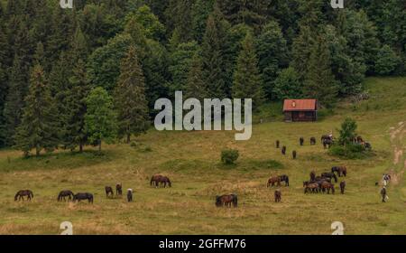 Vista sul parco nazionale di Muranska planina con cavalli con grandi campane Foto Stock